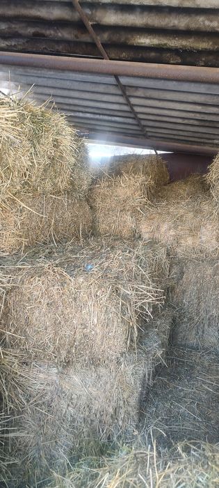 Baloți lucernă trifoi