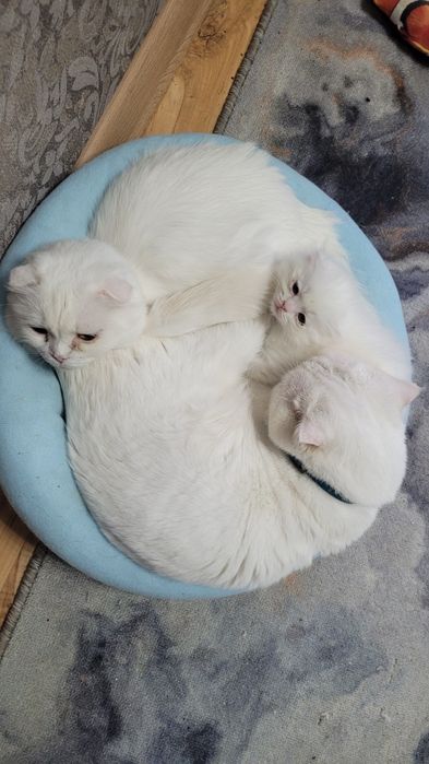 Котята шотландские вислоухие