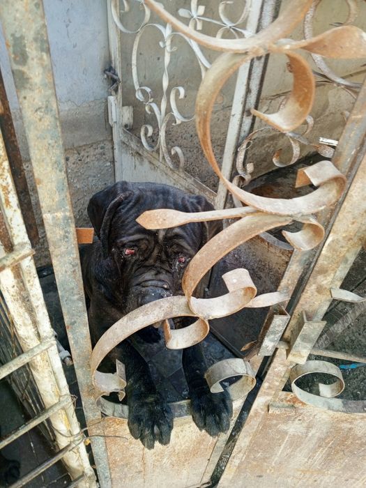 Neapolitiskiy mastiv