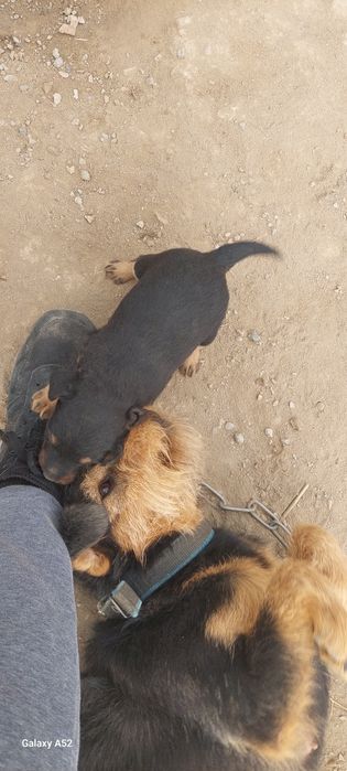 Щенок ягдтерер сатылады