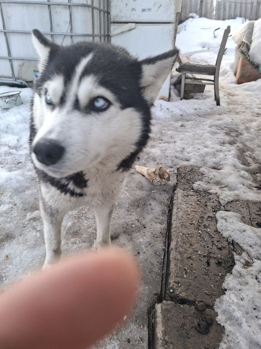 Хаски. Без хозяев. Очень добрая и красивая