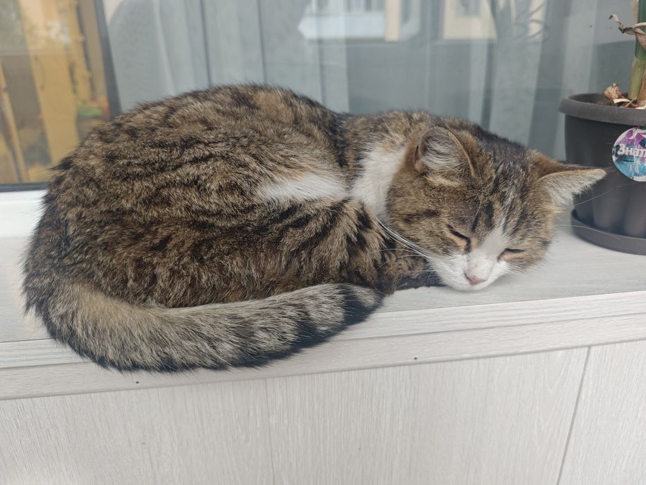 Кошечка (1 ,5 года)