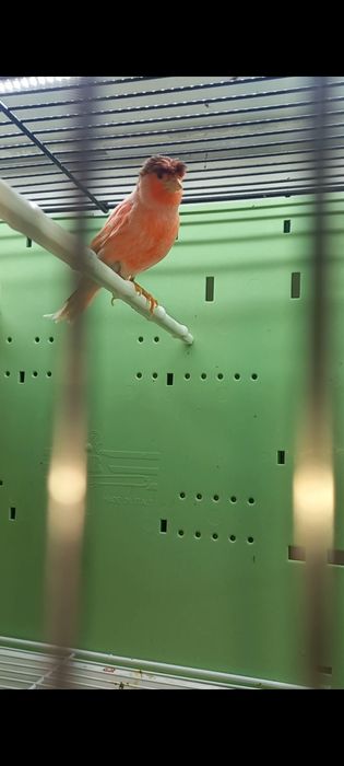 Canari masculi 2025 și pui 2026