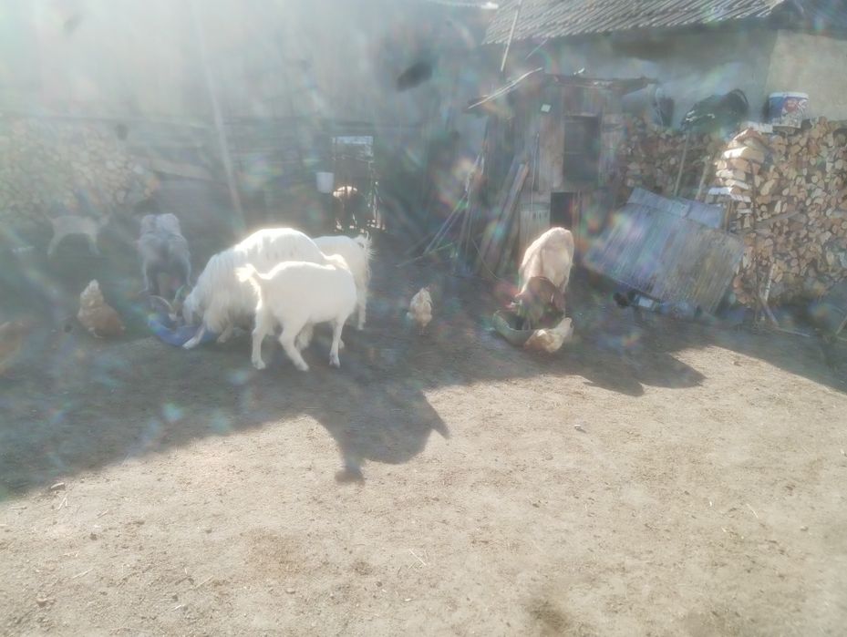 capre de vinzare mai multe detalii la telefon