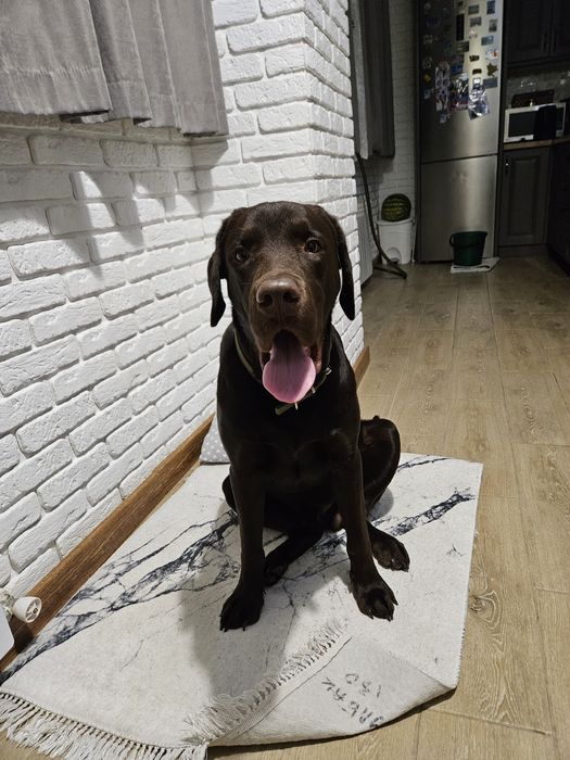 Жених ищет самку для случки