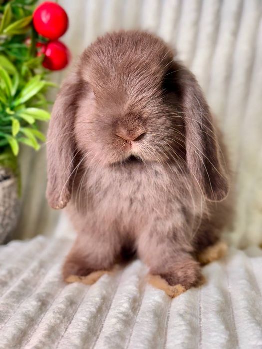 QUYON BOLASI. Dekorativ Karlik Baran quyonlar. Qafaslariyam bor