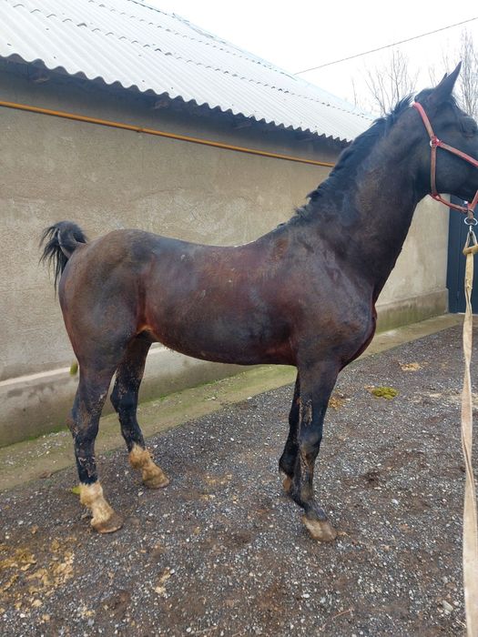 Көкпар айғыры сатылады