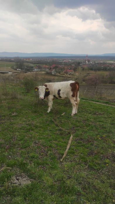 Vând junincă de top!