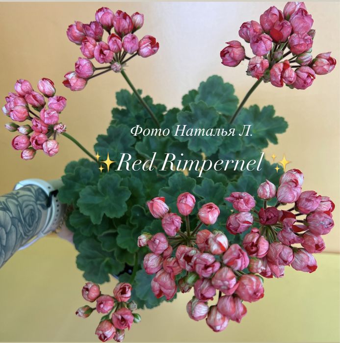 Сортовые пеларгонии.