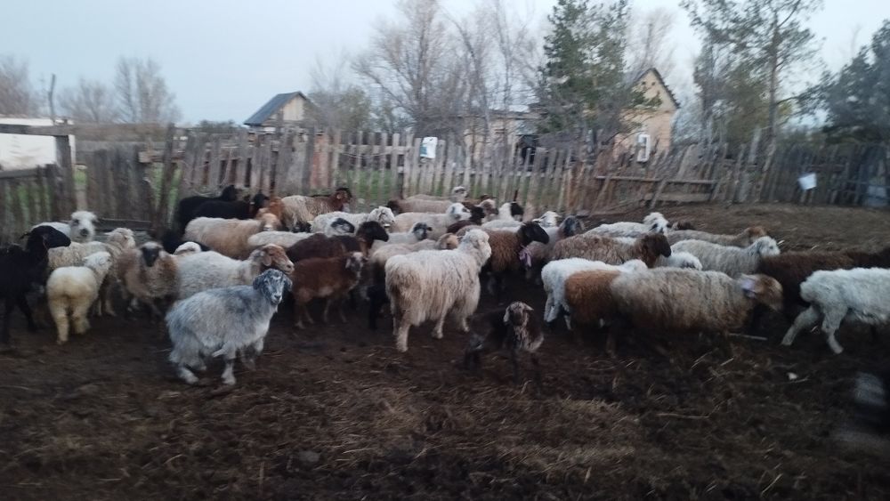 Бараны козы хорошей породы