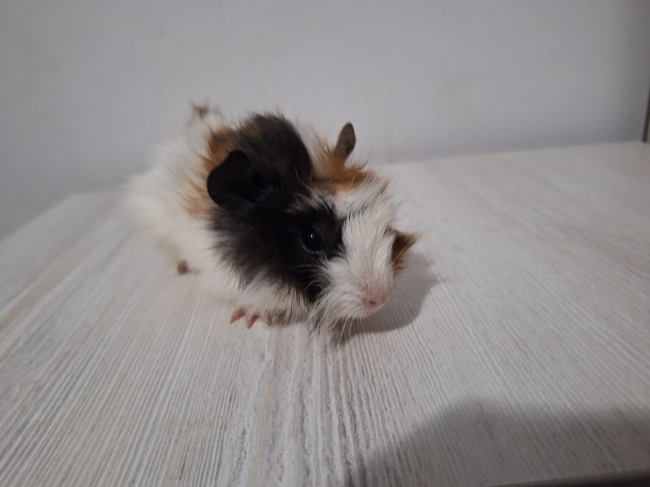 Продам детеныша морской свинки