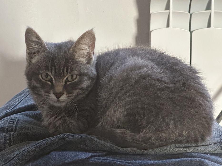 Отдам в добрые руки кошек