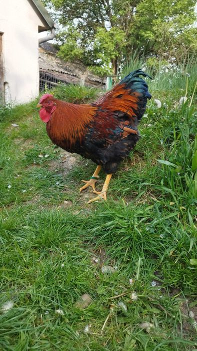 Cocos Wyandotte Auriu Negru