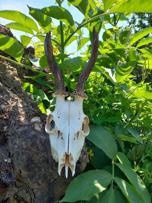 trofeu.trofee.craniu.coarne de caprior interesant