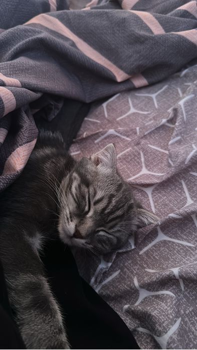 котенок вислоухий шотланец мальчик