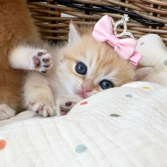 Британские котята Шиншиллы