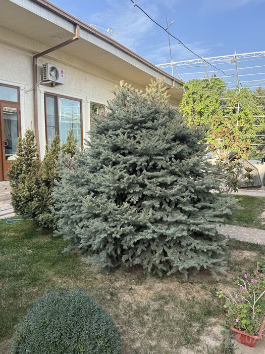 oq archa 2/20 atrofida