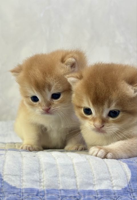 Продам котята золотой шиншиллы