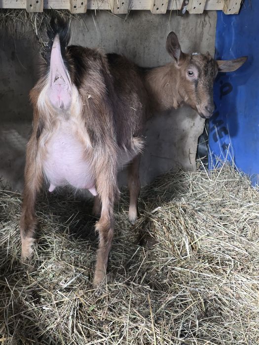 Alpina franceza iadă