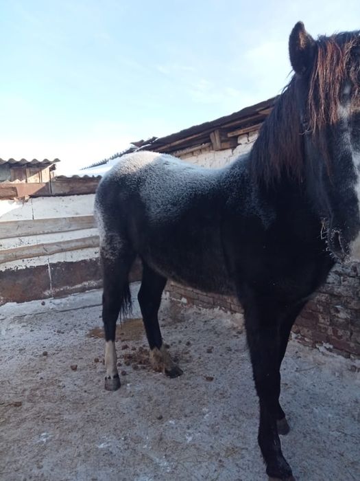 Продам кобылку жирная