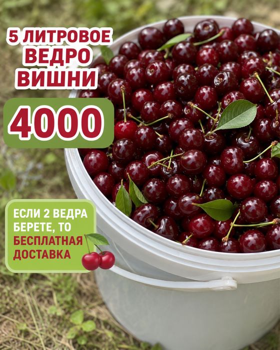 Ягода  вишня ведро