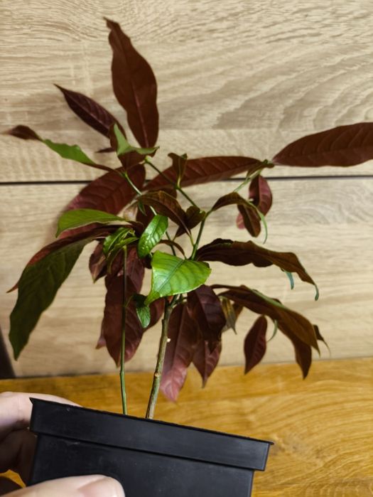 Экскокария биколор