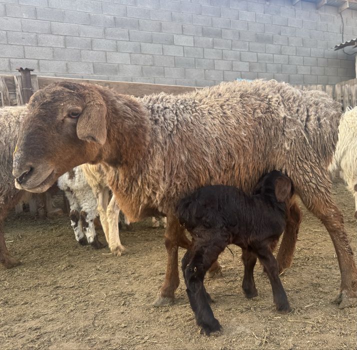 Козылы койлар сатылады.