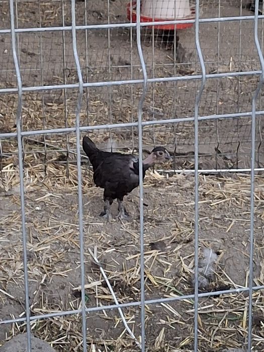 Vând găinuși și cocoșei americani