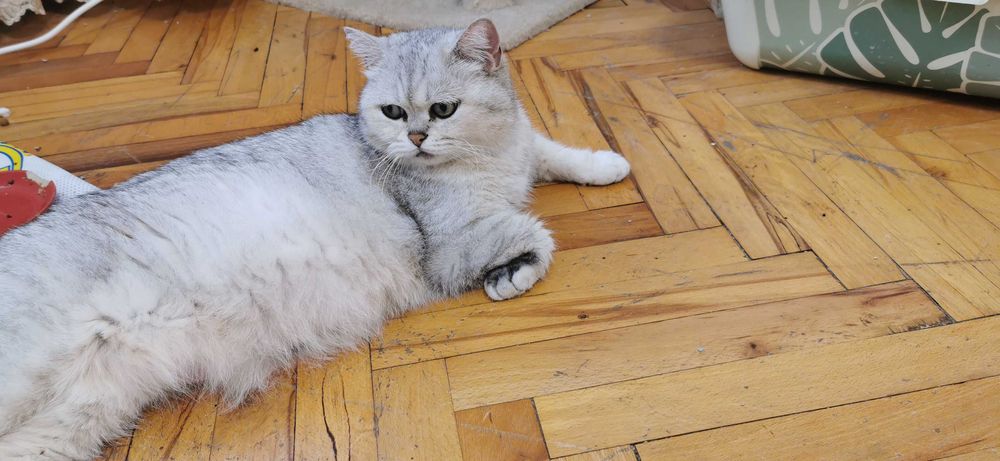 Британска сребърна чинчила