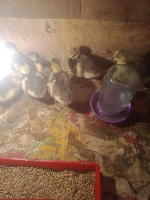 домашнее  гусята...