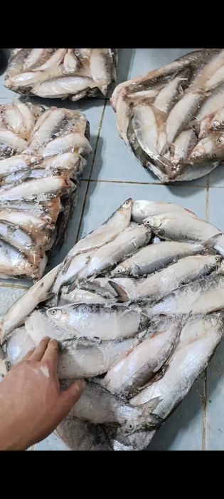 Продам Рыбу оптом