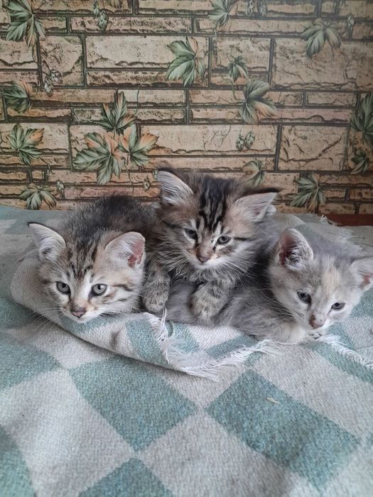 Отдам котят в хорошие добрые руки