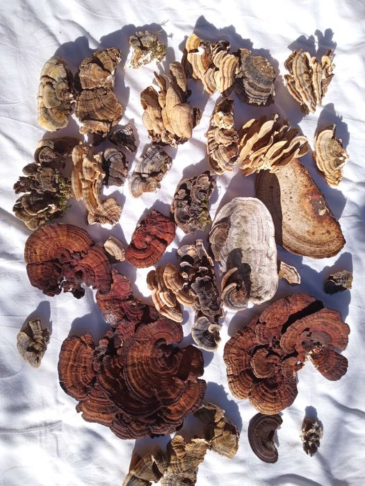 Ciuperci medicinale anti-cancer Polyporus/Daedaleopsis/Trametes