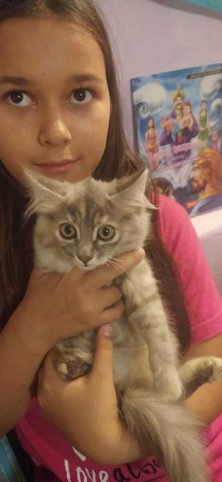 Котята бесплатно