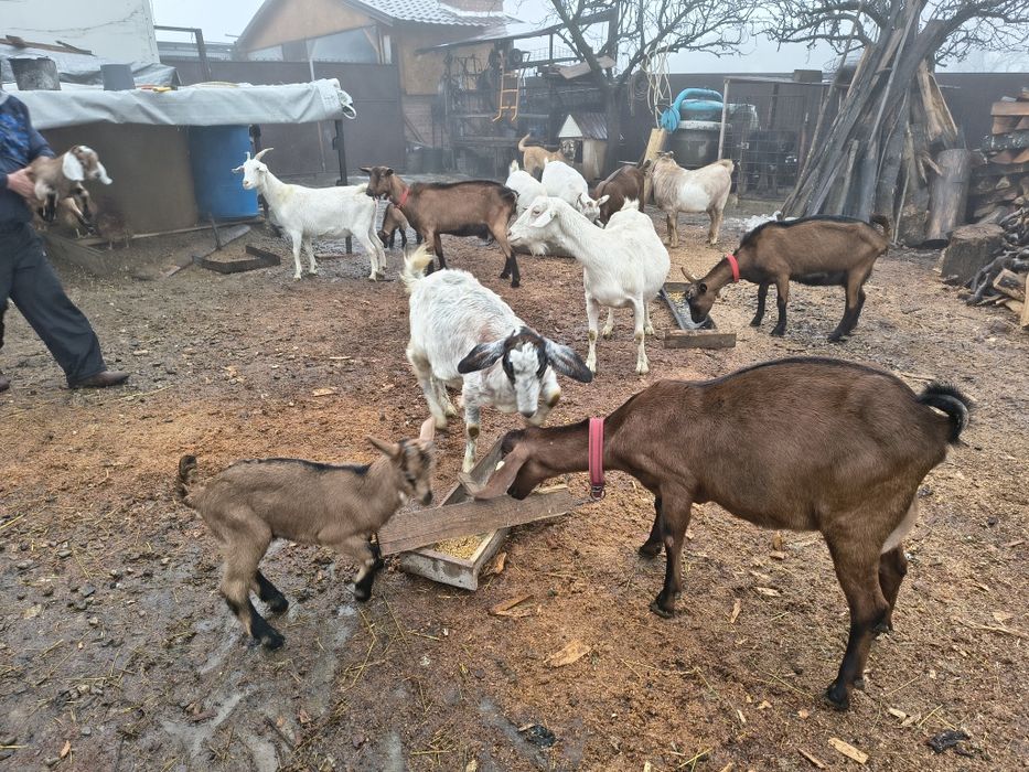 Vând Capre Murciano-Granadina  Alpine Franceze,Sannen și Aglo Nubiene