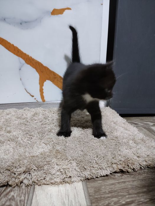 Отдам в хорошие руки