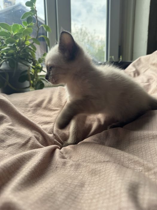 Котята 1000 тенге