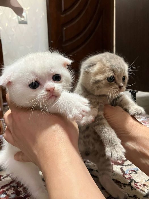 Вислоухие котята