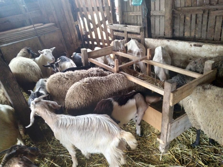 Capre si iede de vânzare