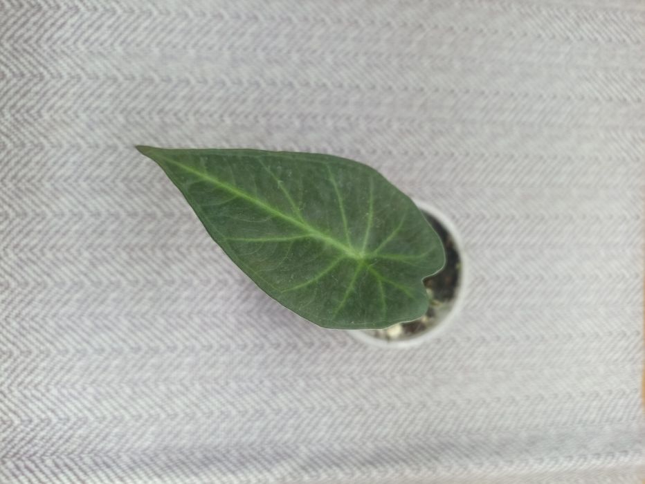 Продаются разные Алоказии