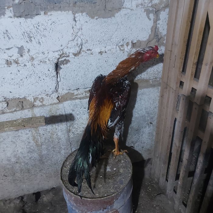 Корейц китай 1.5год крупный  4.8 кг