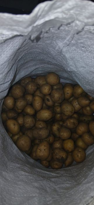 своя вкусная картошка