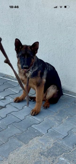 Pui ciobanesc german