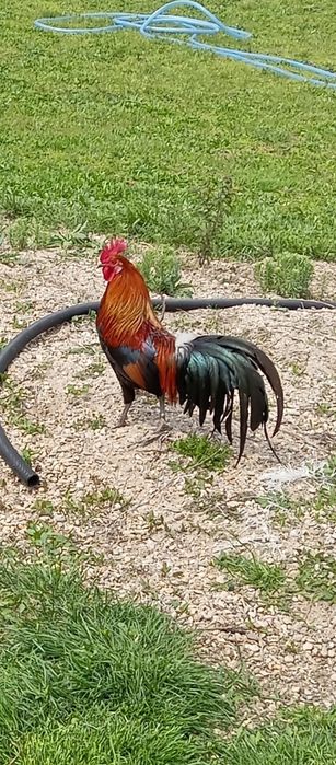 Găini pitice potarnichi