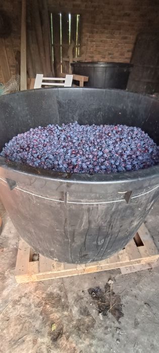 Prune roși pentru țuică