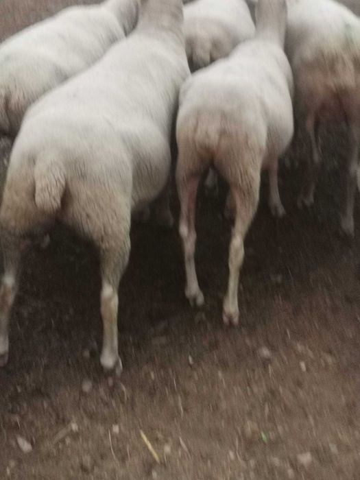 Vând oi ile de France