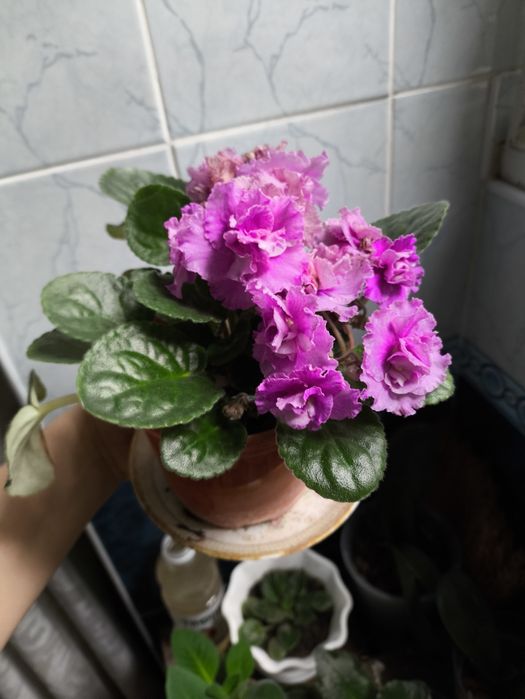 Денежное дерево и цветущие фиалки