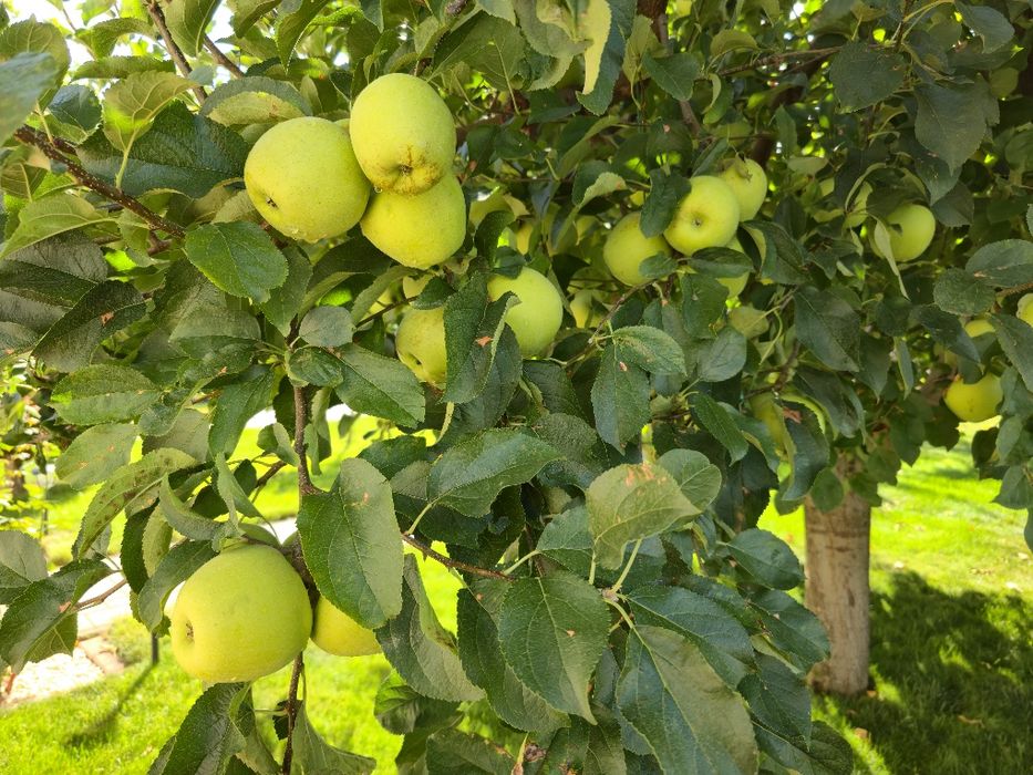 De vanzare mere de masa de culoare verde