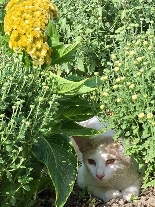 Котик Вишудха в добрые руки