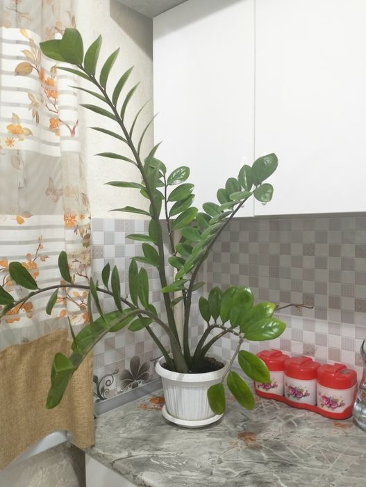 Долларовое дерево или Замиокулькас